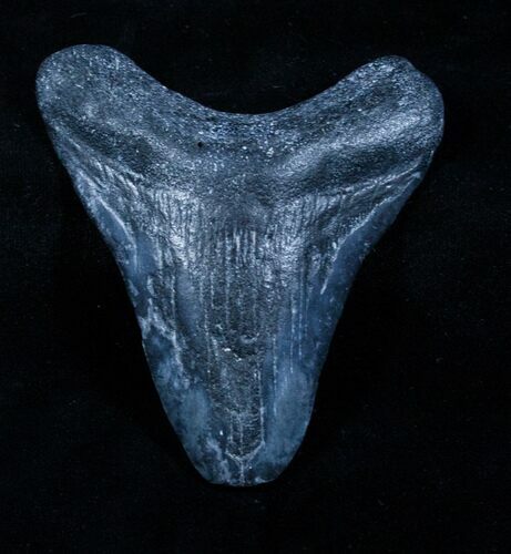 Bargain Megalodon Tooth - Venice, FL #3803